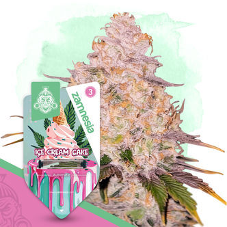 Ice Cream Cake Automatic (Zamnesia Seeds) femminizzata