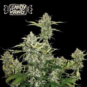 Candy Dawg Auto (Seedstockers Superior) femminizzata