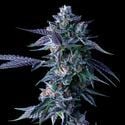 Chocolope (DNA Genetics) femminizzata