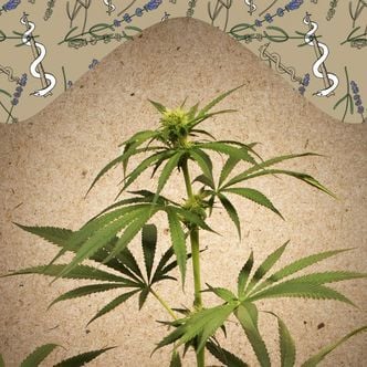 CBD Terra Italia (Female Seeds) femminizzata