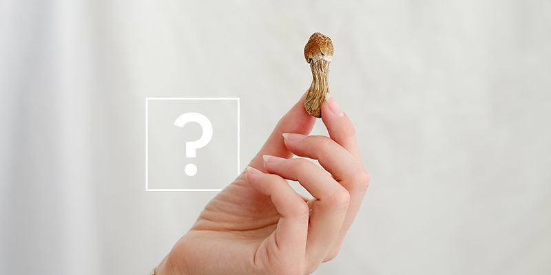 Funghi allucinogeni o tartufi allucinogeni: Quali scegliere?