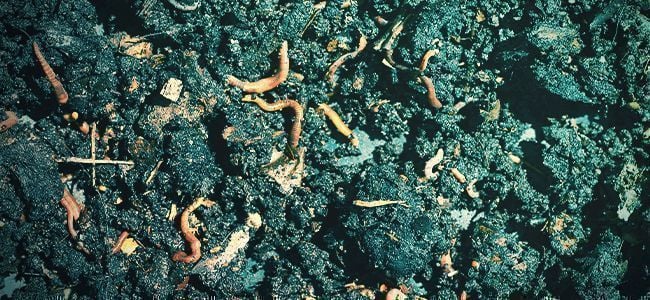 Cosa Sono I Fertilizzanti Organici?