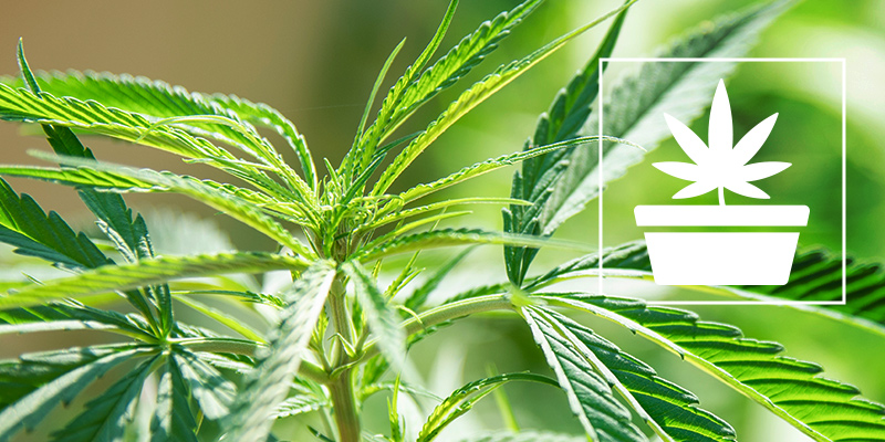 La Fase Vegetativa Nelle Coltivazioni Di Cannabis