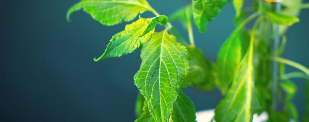 Come Processare La Vostra Pianta Di Salvia Divinorum