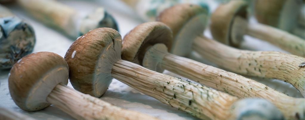 Che Cosa Significano I Lividi Blu Sui Funghi Magici?