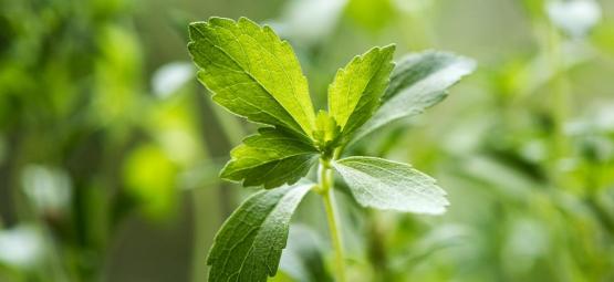 Tutto Quello Che C'è Da Sapere Sulla Stevia