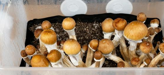 Come Coltivare Funghi Allucinogeni In Un Monotub