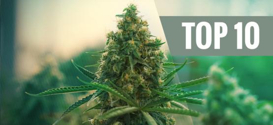 Le 10 Migliori Varietà Di Cannabis