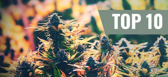 Le Migliori 10 Varietà Di Cannabis Femminizzata Per L’outdoor