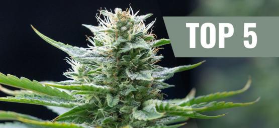 Le 5 Migliori Varietà Di Cannabis Sativa Del 2025